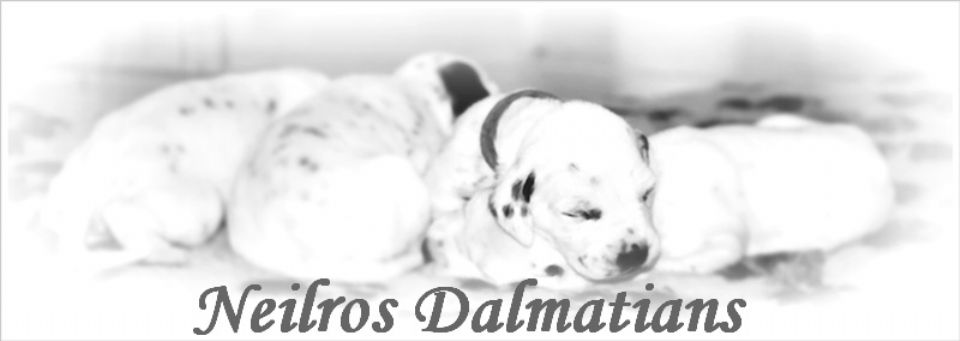 Neilros Dalmatians